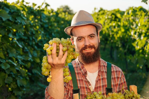 Vista frontal joven agricultor hombre agrónomo en medio de arbustos de uva sonrisa sostener manojo de uva madura manos