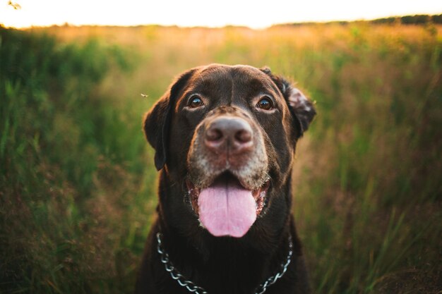 Vista frontal de un labrador marrón oscuro sentado sobre la hierba verde en un prado y mirando a la cámara