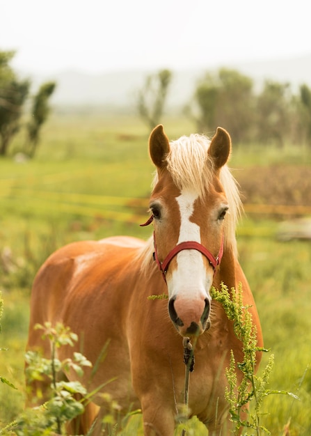 Vista frontal lindo cavalo marrom