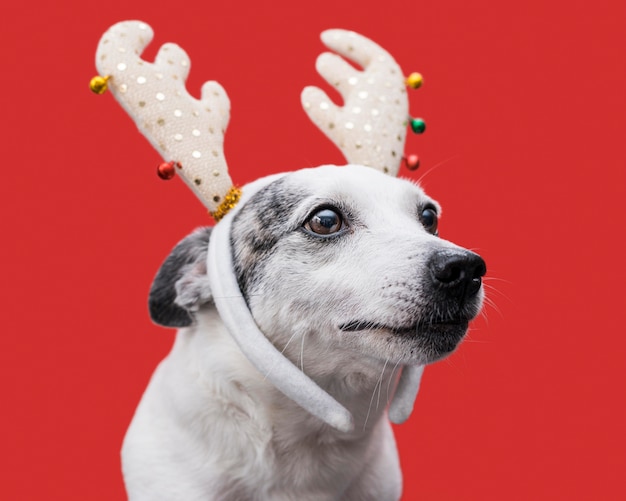 Vista frontal del lindo perro con concepto de Navidad