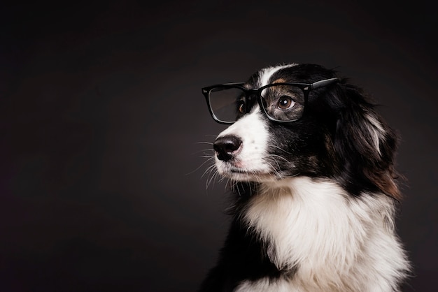 Vista frontal lindo perro con gafas