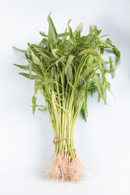 vista frontal, manojo de espinacas de agua o Kangkung aislado sobre fondo blanco. enfoque selectivo