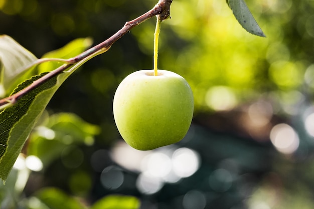 Vista frontal de la manzana colgando del árbol.