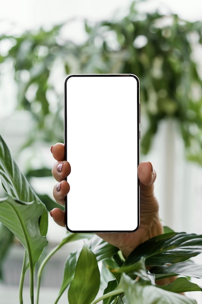 Foto vista frontal de la mujer que sostiene el teléfono inteligente junto a las plantas de interior