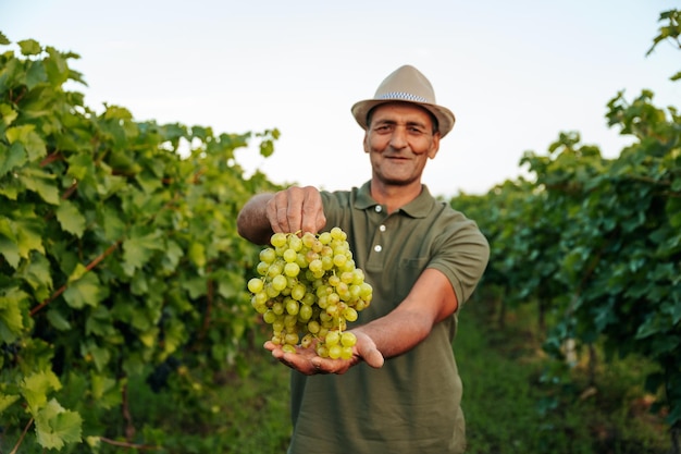 Vista frontal, olhe para o enólogo da câmera, o agricultor mais velho, segure o cacho de uvas na mão na frente do sorriso