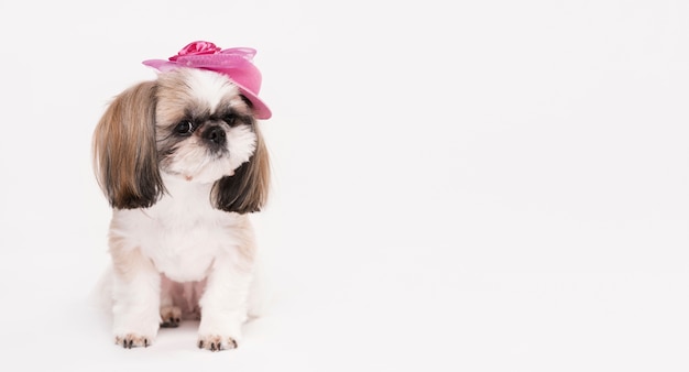 Vista frontal pequeño perro con sombrero