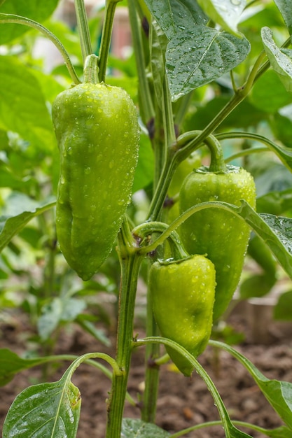 Vista frontal de pimientos inmaduros que crecen en arbustos en el jardín Búlgaro o planta de pimiento dulce