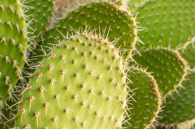 Vista frontal de la planta de cactus con picos