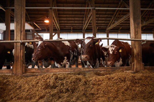 Vista frontal retrato de hermosas vacas sanas en fila comiendo heno en el establo en la granja lechera orgánica, espacio de copia