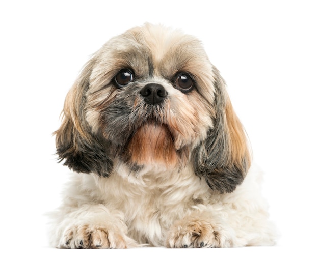 Foto vista frontal de un shih tzu aislado en blanco