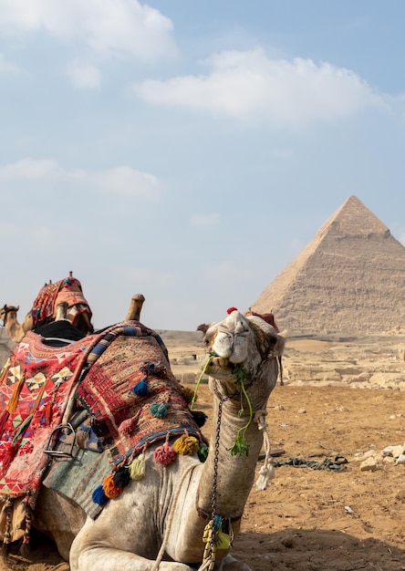 Vista frontal vertical de camello con ropa colorida sentado frente a la gran pirámide de Giza en El Cairo Egipto Concepto de abuso y maltrato animal