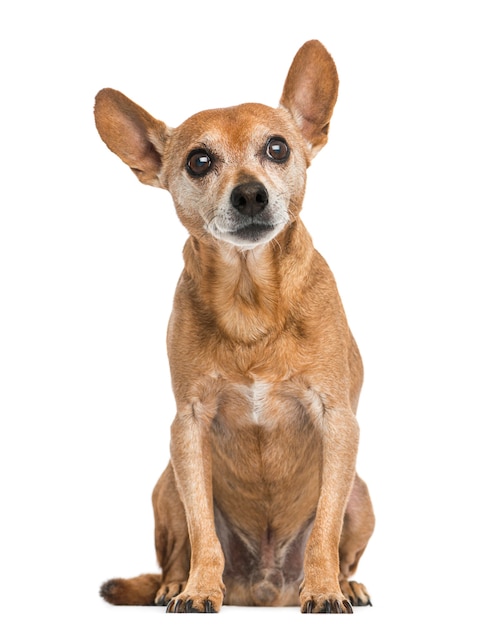 Vista frontal de un viejo pinscher alemán aislado en blanco