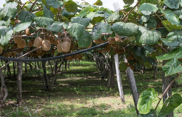 Foto vista de los frutos que crecen en el viñedo