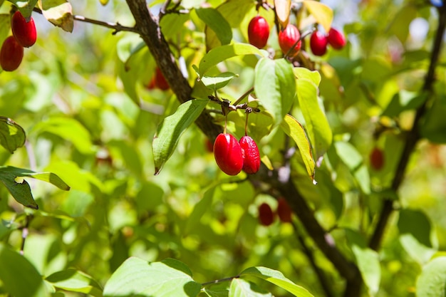 Vista de los frutos rojos de un cornejo en rama