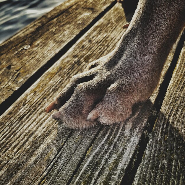 Foto vista de un gato desde un ángulo alto