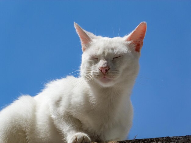 Foto vista de un gato desde un ángulo bajo