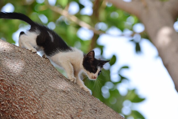 Vista de un gato desde un ángulo bajo