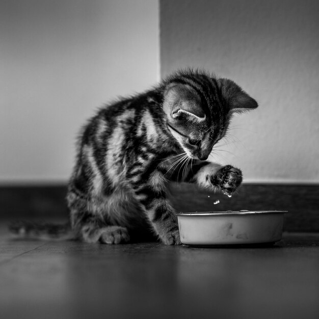 Vista del gato bebiendo de un cuenco en la mesa