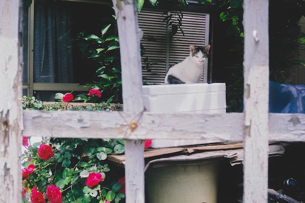 Foto vista de un gato blanco en una planta en maceta