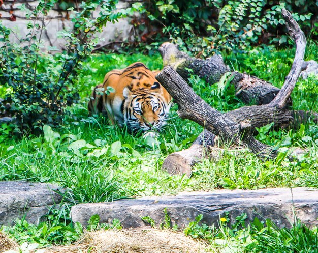 Foto vista de un gato en el bosque