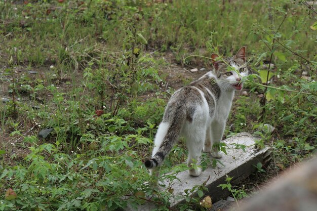 Vista de un gato en el campo