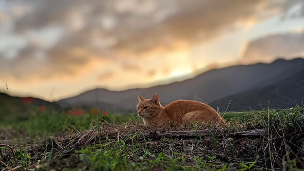 Foto vista de un gato en el campo