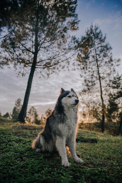 Foto vista de un gato en el campo