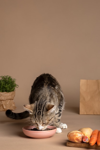 Vista del gato comiendo comida de un tazón