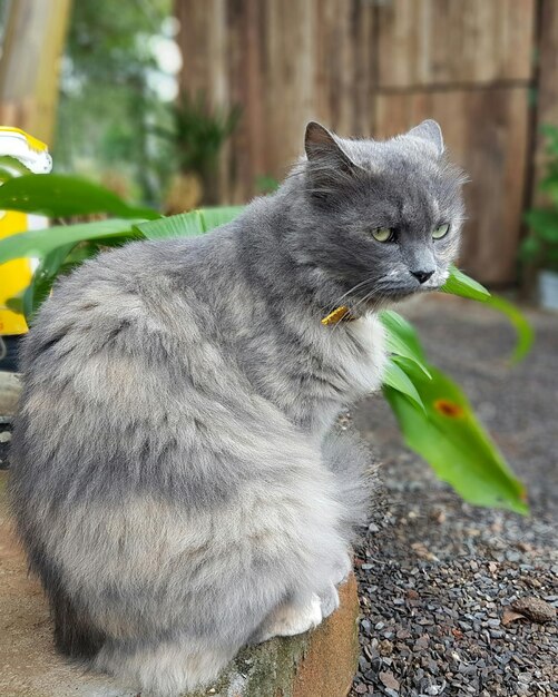 Foto vista del gato gris