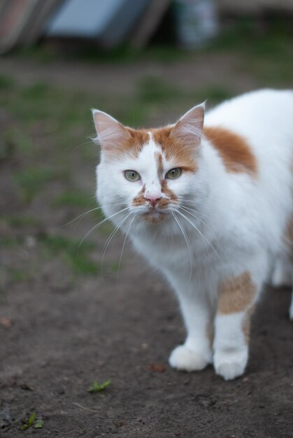 vista, de, gato, en el jardín