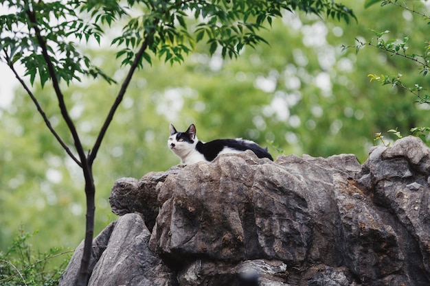 Vista de un gato en una roca