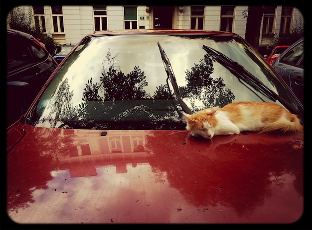 Foto vista del gato tendido en el coche