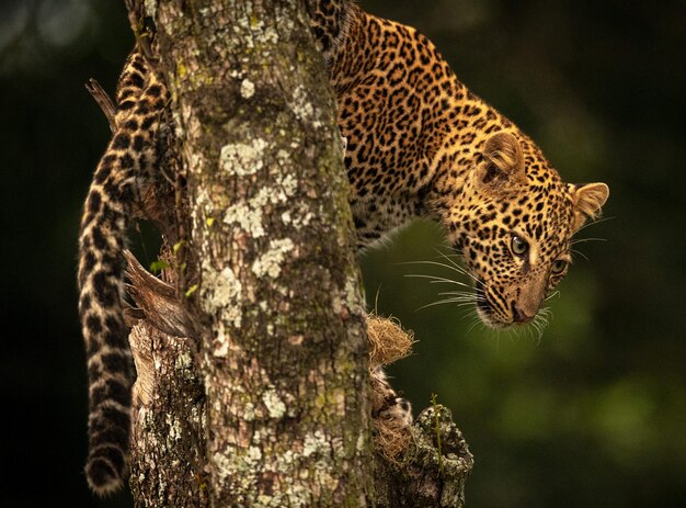 Foto vista del gato en el tronco del árbol