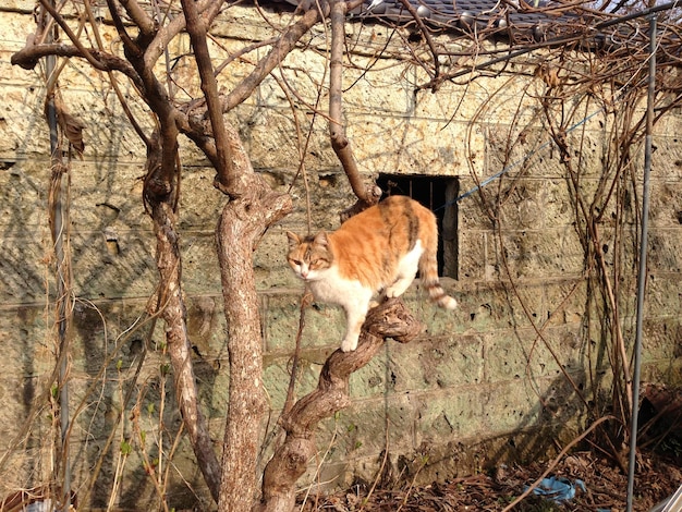 Foto vista de un gato en el tronco de un árbol