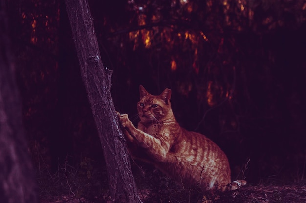 vista de gato