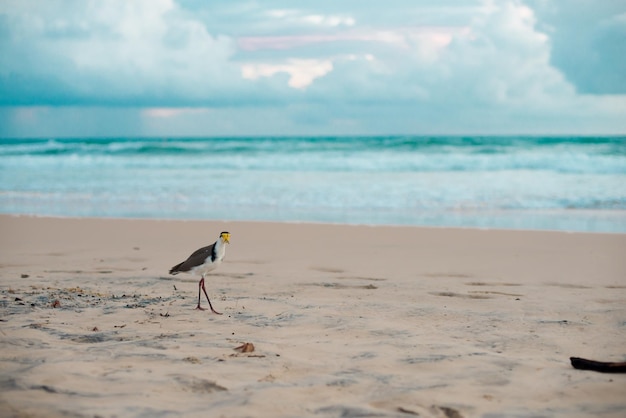 Foto vista de una gaviota en la playa