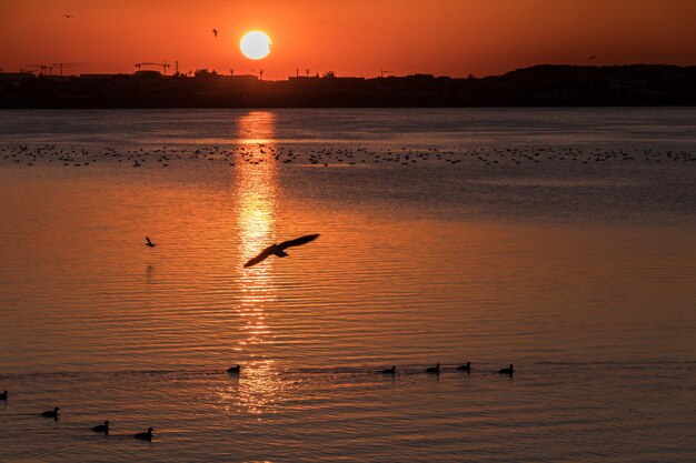 Foto vista de las gaviotas al atardecer