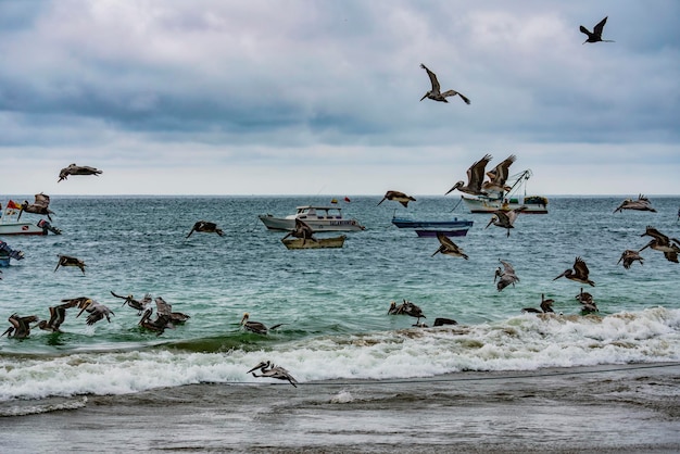 Vista de gaviotas en la playa