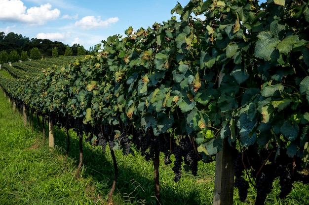 Vista general del viñedo con uvas listas para la cosecha.