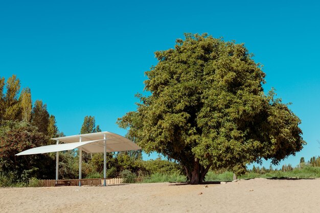 Vista de un gran árbol verde en una playa durante el día