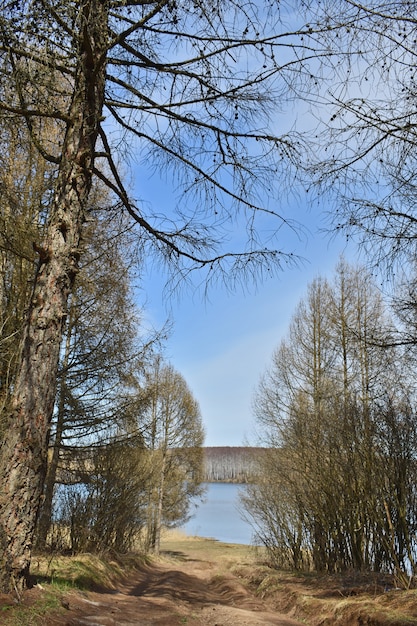 Vista del gran lago del bosque