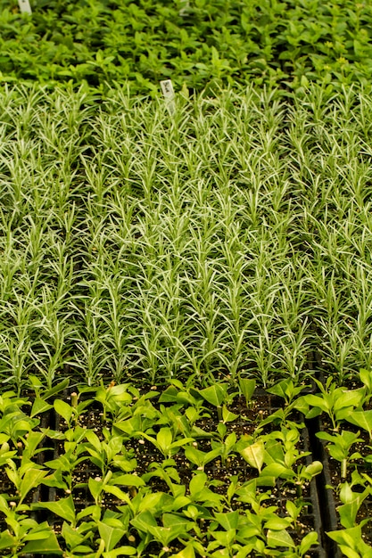 Vista de un gran vivero de plantas verdes en el interior.