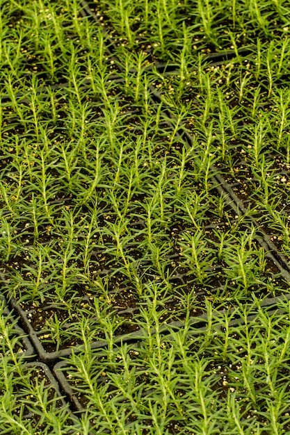 Vista de un gran vivero de plantas verdes en el interior.