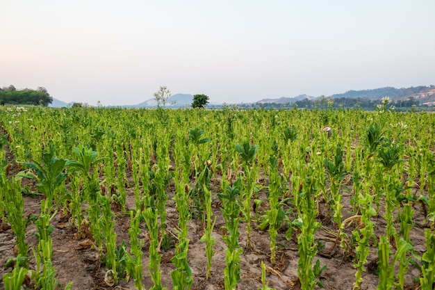 Vista de la granja de plantas de tabaco en Nongkhai