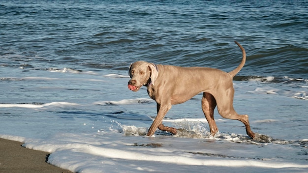 Foto vista gratuita de fotos de un lindo perro en la playa de la raza weimaraner