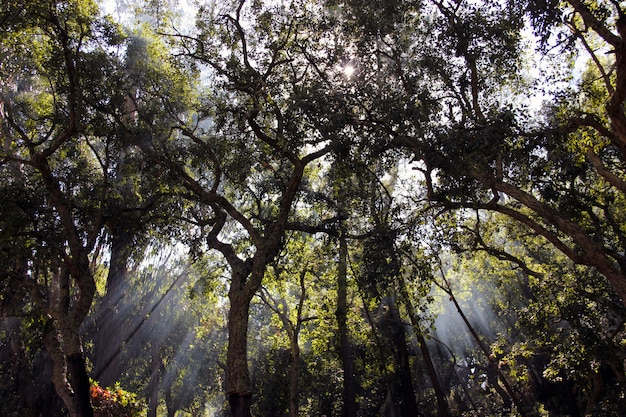 Vista hermosa y misteriosa de los rayos del sol que cruzan los árboles en el bosque.