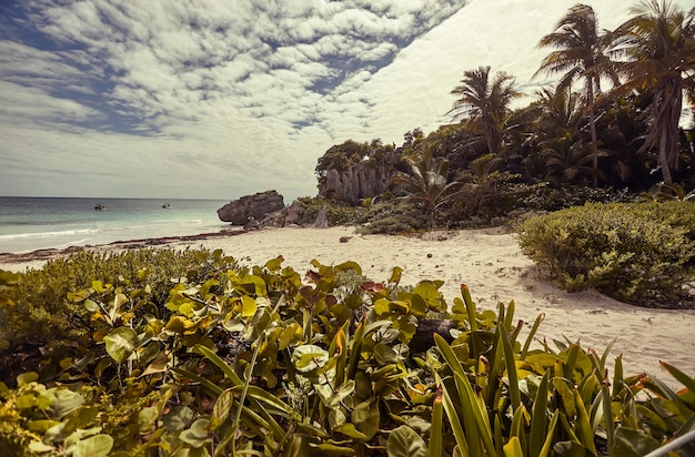 Foto vista de una hermosa playa caribeña con exuberante vegetación y palmeras en el azul del cielo y el mar.