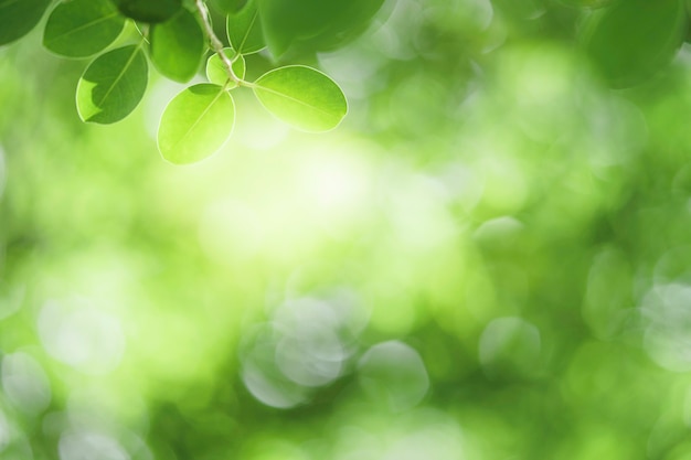 Vista hermosa del primer de la hoja verde de la naturaleza en el fondo borroso de la vegetación con la luz del sol y el espacio de la copia. Se utiliza para el fondo de verano de ecología natural y el concepto de papel tapiz fresco.