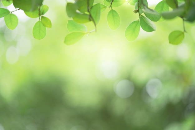 Vista hermosa del primer de la hoja verde de la naturaleza en el fondo borroso verde con la luz del sol y el espacio de la copia. Se utiliza para el fondo de verano de ecología natural y el concepto de papel tapiz fresco.