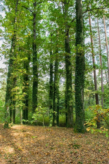 Foto vista de un hermoso bosque de otoño
